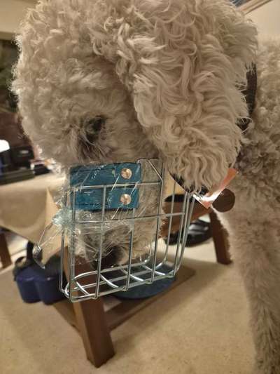 Wie sitzt mein Maulkorb / Maulkorb-Beratung-Beitrag-Bild