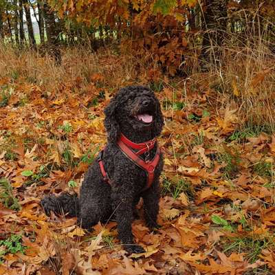 12. Farben Foto Challenge --- Braun-Beitrag-Bild