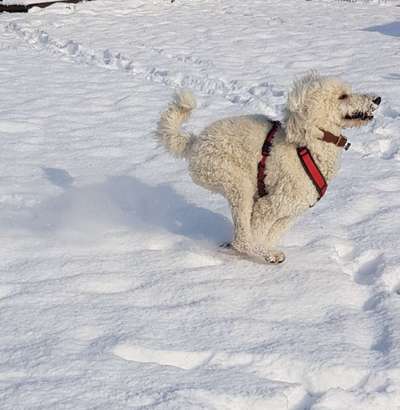 Dogorama Photo Challenge - Winterstimmung-Beitrag-Bild