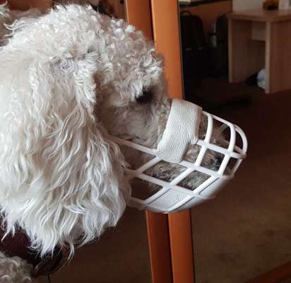 Wie sitzt mein Maulkorb / Maulkorb-Beratung-Beitrag-Bild