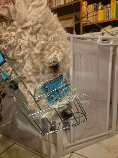 Wie sitzt mein Maulkorb / Maulkorb-Beratung-Beitrag-Bild