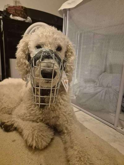 Wie sitzt mein Maulkorb / Maulkorb-Beratung-Beitrag-Bild