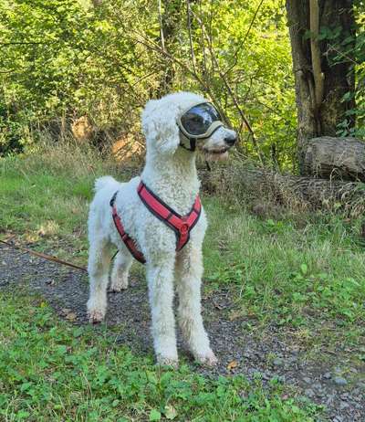 Sonnenbrille beim Hund-Beitrag-Bild
