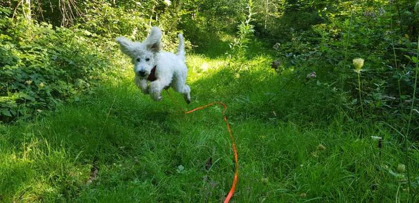 Fotochallenge 66 ~ Rennaction -Zeig deinen Hund im Lauf-Beitrag-Bild
