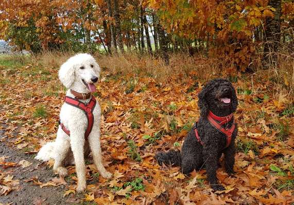 Alles rund um den Pudel-Beitrag-Bild