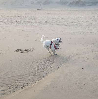 Dogorama Photo Challenge - Hunde in Action-Beitrag-Bild