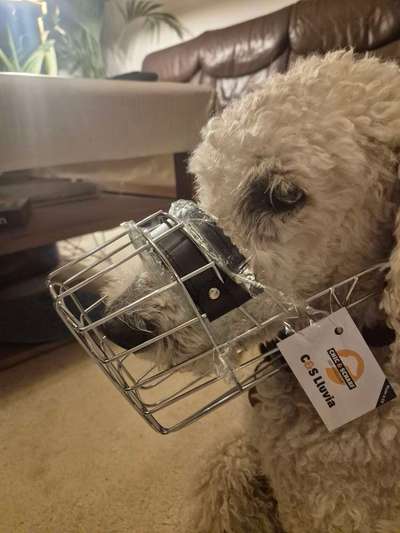 Wie sitzt mein Maulkorb / Maulkorb-Beratung-Beitrag-Bild