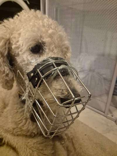 Wie sitzt mein Maulkorb / Maulkorb-Beratung-Beitrag-Bild