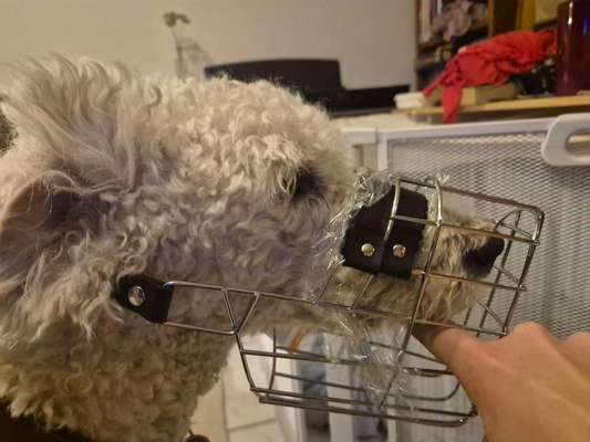 Wie sitzt mein Maulkorb / Maulkorb-Beratung-Beitrag-Bild