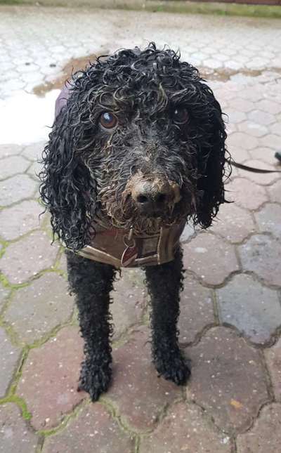 Alles rund um den Pudel-Beitrag-Bild