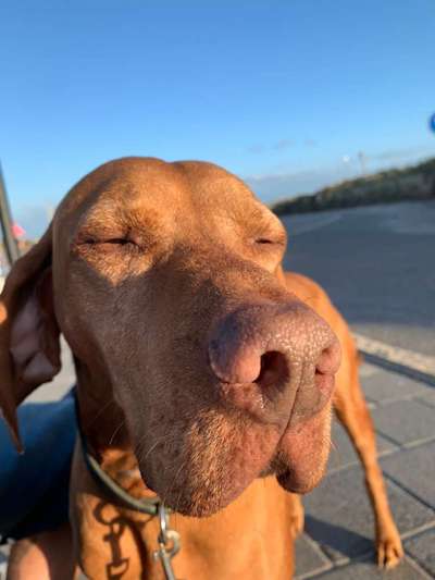 Zeigt mir die tollste Nahaufnahme von eurer Fellnase-Beitrag-Bild