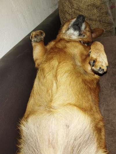 Dogorama Photo Challenge - Zeigt her eure Bäuche-Beitrag-Bild