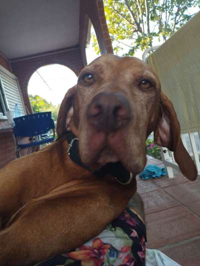 Hunde Porträt (Portrait) Galerie....-Beitrag-Bild