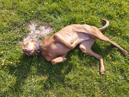 39. Collagen Challenge - Dein Hund auf einer Wiese-Beitrag-Bild