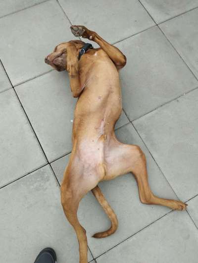 Dogorama Photo Challenge - Zeigt her eure Bäuche-Beitrag-Bild