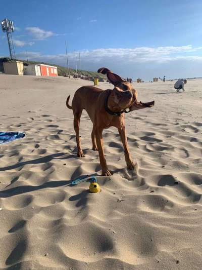 Foto Challenge Nr. 137 - Lass die Ohren fliegen-Beitrag-Bild