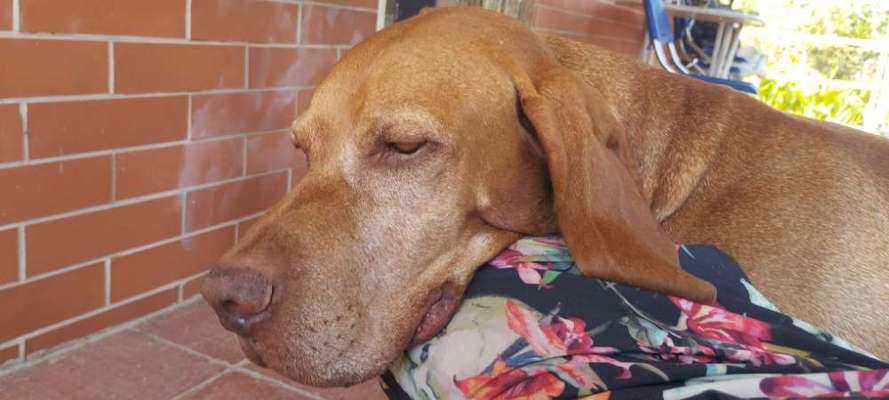 Hunde Porträt (Portrait) Galerie....-Beitrag-Bild