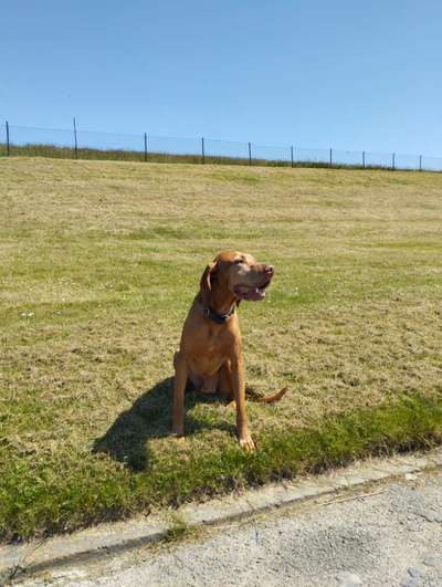 39. Collagen Challenge - Dein Hund auf einer Wiese-Beitrag-Bild