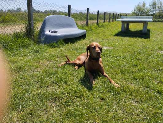 39. Collagen Challenge - Dein Hund auf einer Wiese-Beitrag-Bild