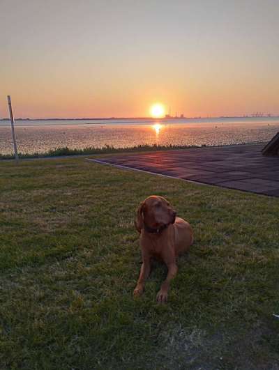 39. Collagen Challenge - Dein Hund auf einer Wiese-Beitrag-Bild