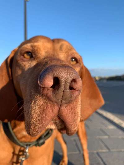 Zeigt mir die tollste Nahaufnahme von eurer Fellnase-Beitrag-Bild