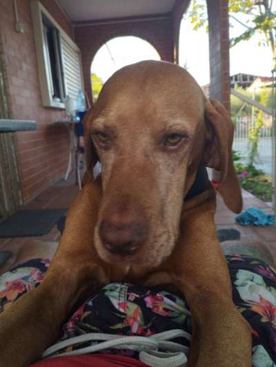 Hunde Porträt (Portrait) Galerie....-Beitrag-Bild