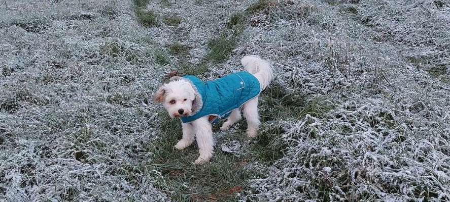 Chinese Crested (Chinesischer Schopfhund)-Beitrag-Bild