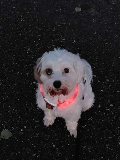 Chinese Crested (Chinesischer Schopfhund)-Beitrag-Bild