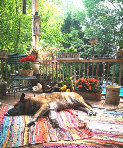 Hundetreffen-Spazieren gehen mit Senioren.-Bild