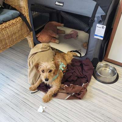Hundetreffen-Spazier- und Spielpartner:innen gesucht-Bild