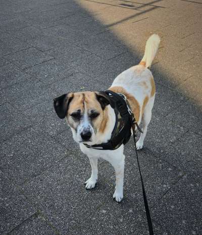 Hundetreffen-Spiele treff-Bild