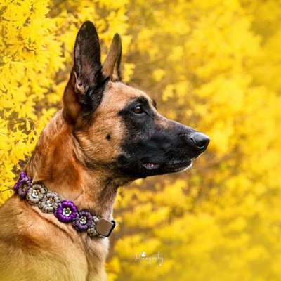 Hundetreffen-Fotografin-Bild