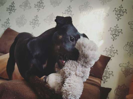 Quietschies-Beitrag-Bild