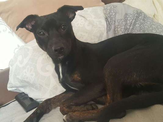 Kleidung für den Labrador?-Beitrag-Bild