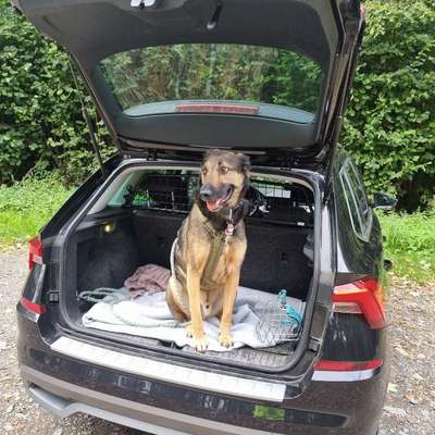 Hundetreffen-Gassi und Spielrunde-Bild