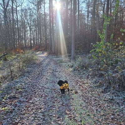 Hundetreffen-Gemeinsame Gassirunde für die Hunde-Bild