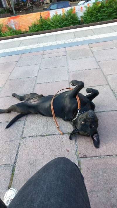 Bild wo euer Hund quatsch macht-Beitrag-Bild