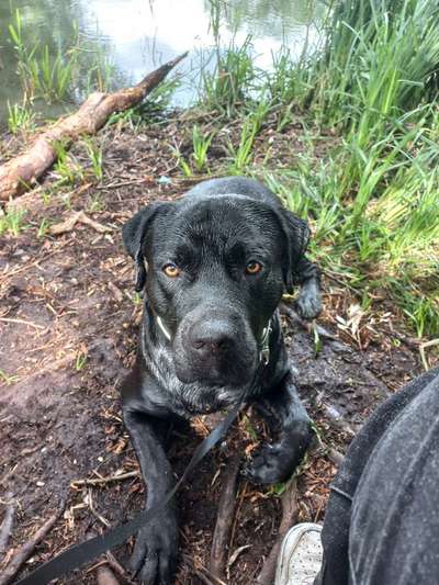 Mischlinge raten - Rätselspaß-Beitrag-Bild