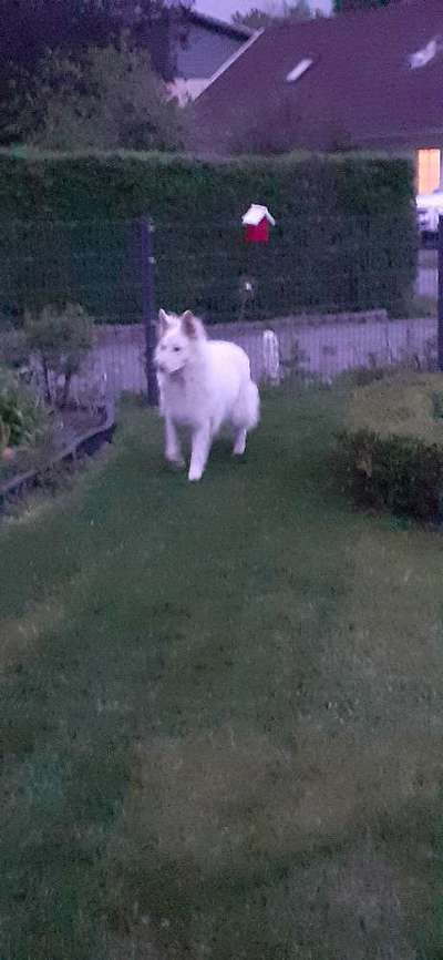 Alles rund um den Schäferhund, diskutieren erwünscht.-Beitrag-Bild