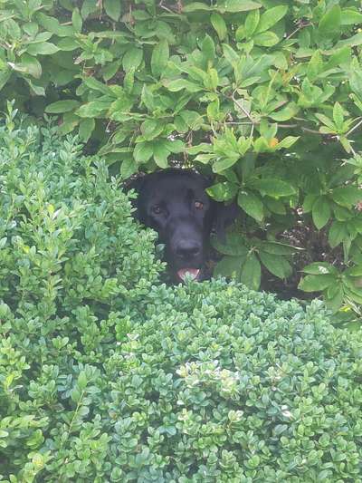 Die Dogorama Monats Challenge "Es grünt und blüht"-Beitrag-Bild