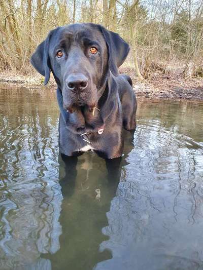 Dogorama-Monats-Challenge-Mai "Wasser"-Beitrag-Bild