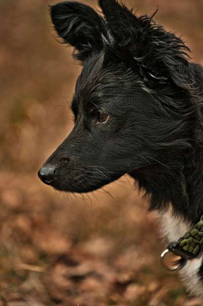 Welche Hunderasse-Beitrag-Bild