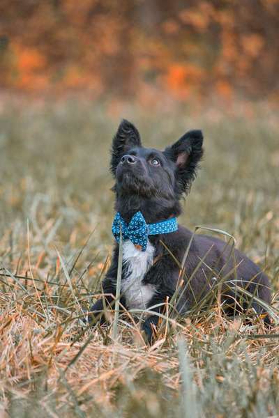 Welche Hunderasse-Beitrag-Bild