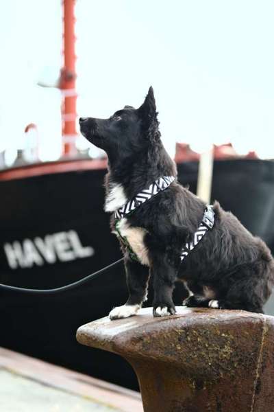 Dogorama Photo Challenge - Tierischer Urlaub-Beitrag-Bild