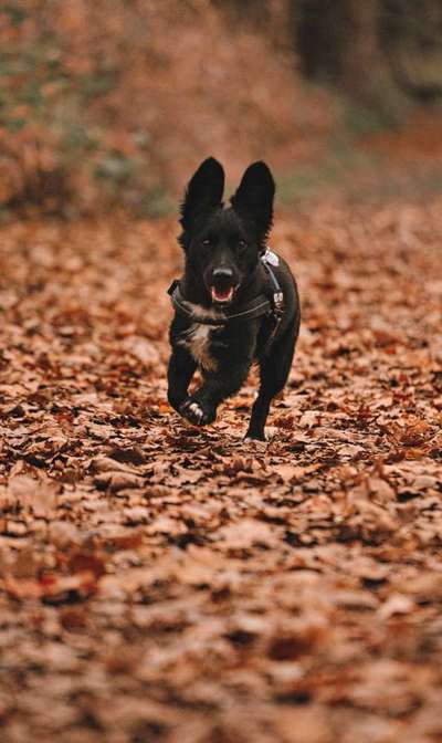 Fotochallenge 66 ~ Rennaction -Zeig deinen Hund im Lauf-Beitrag-Bild