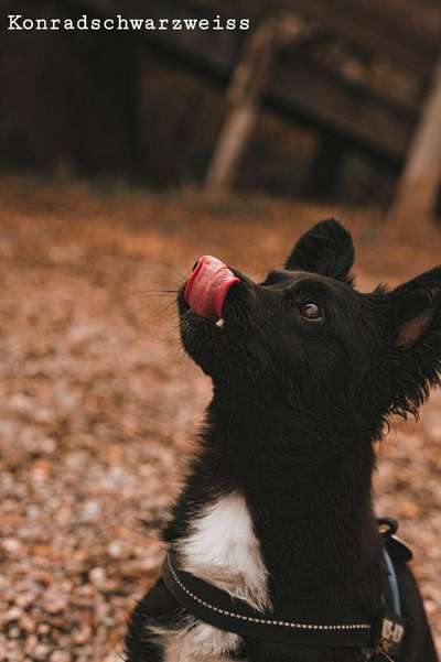 Tongue Out Tuesday-Beitrag-Bild