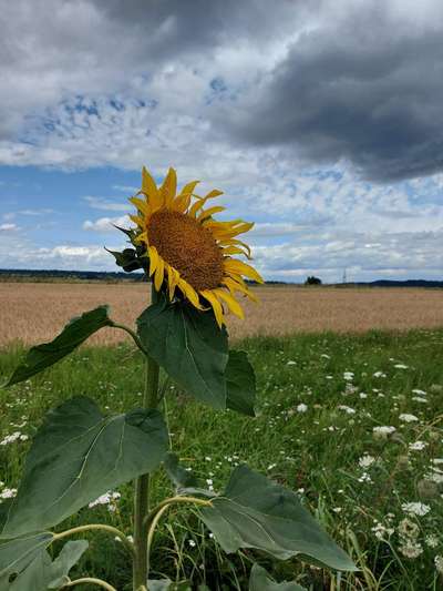 Die wunderschöne Welt mit Hund.-Beitrag-Bild