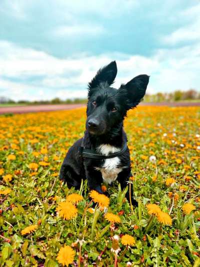 Hunde im Urlaub-Beitrag-Bild