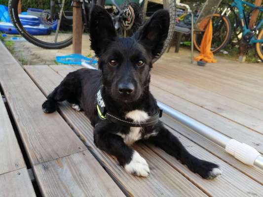 Mudi - Gibt es hier noch weitere ungarische Paprikas?-Beitrag-Bild