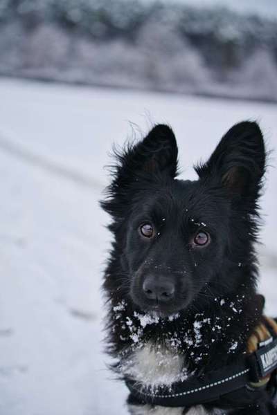 Dogorama Photo Challenge - Portrait-Beitrag-Bild